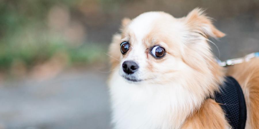 Niente è vero fino a prova contraria